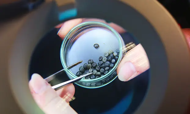 Implementation in REMAQ